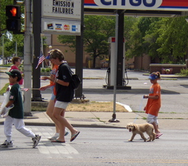 A cute puppy joins the parade