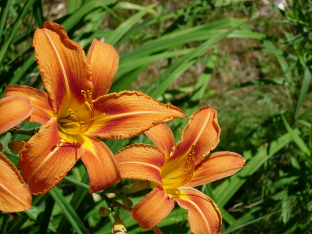 DSCN0798.JPG