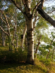 DSCN0780.JPG