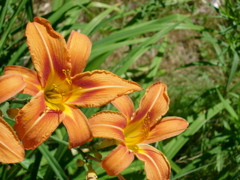 DSCN0798.JPG